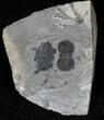 Peronopsis Agnostid Trilobite - Utah #26781-1